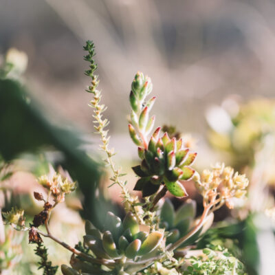 Lorem ipsum dolor sit amet